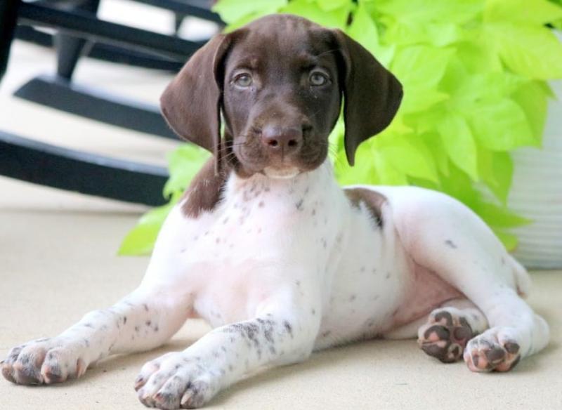 Male and Female German Shorthaired Pointer Puppies Image eClassifieds4u