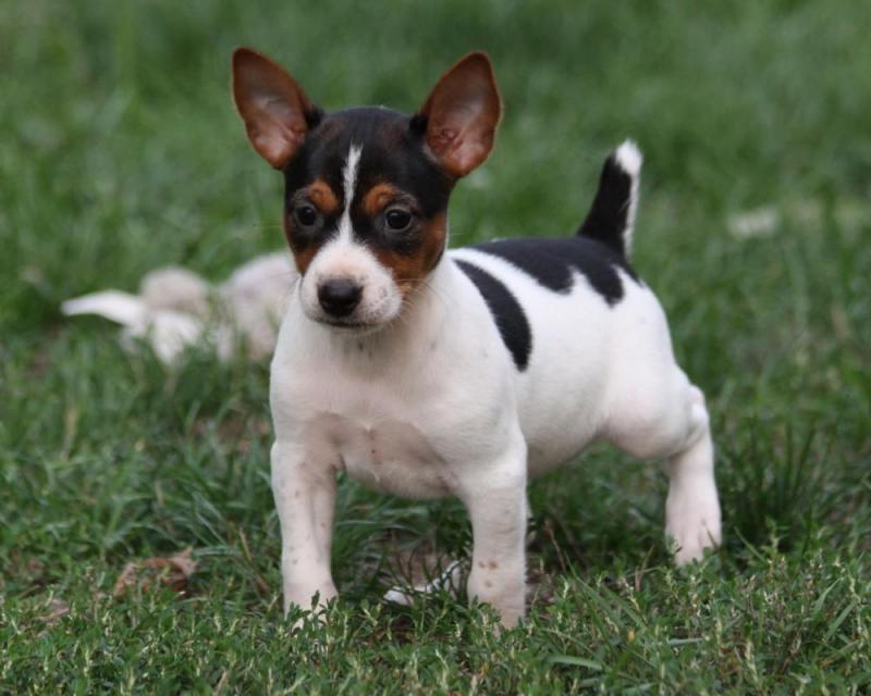 Rat Terrier Puppies For Re-homing Image eClassifieds4u