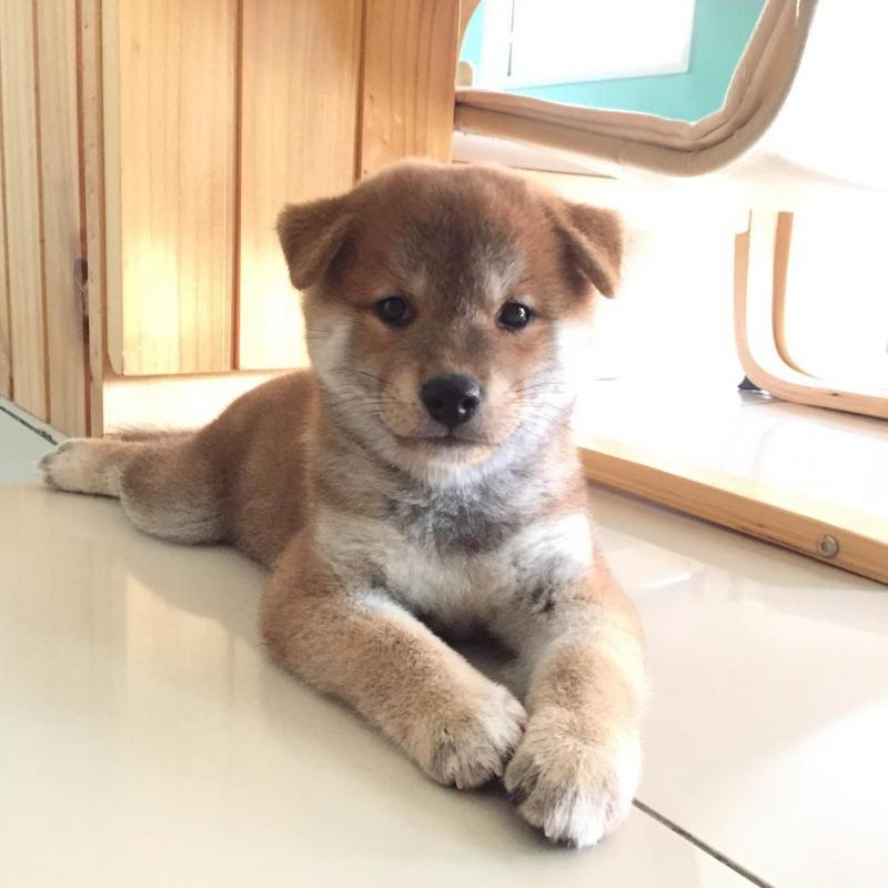 Shiba Inu Puppies for Adoption Image eClassifieds4u