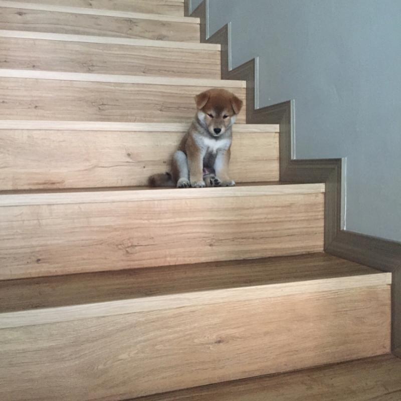 Shiba Inu Puppies for Adoption. Text (205) 740-9695 Image eClassifieds4u