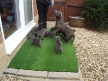 American Staffordshire terrier puppies Available