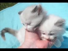 Cute Ragdoll Kittens Available