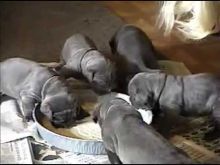 Blue Neapolitan Mastiff puppies Available