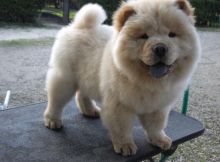 CKC quality Chow Chow Puppy for free adoption!!!
