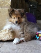 Good Looking Shetland Sheepdog Puppies for adoption