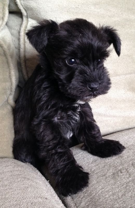 Adorable and awesome Giant Schnauzer puppies for adoption Image eClassifieds4u