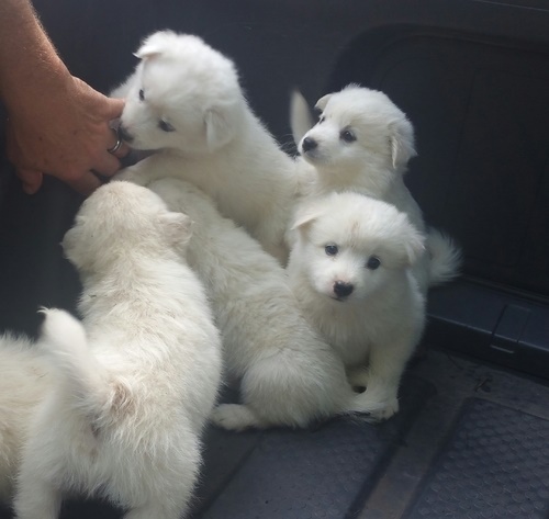 American Eskimo puppies available Image eClassifieds4u