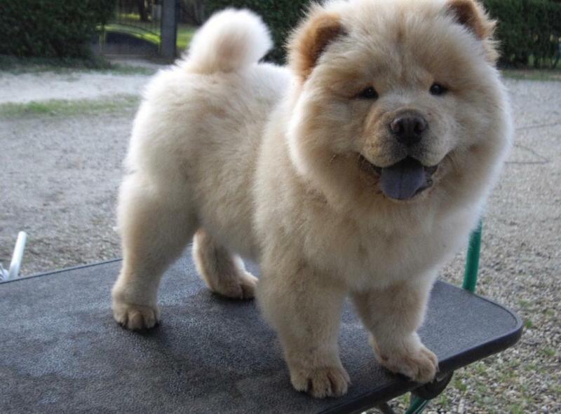 CKC quality Chow Chow Puppy for free adoption!!! Image eClassifieds4u