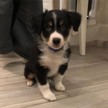3 Months Old Australian Shepherd Pup for Re-homing Image eClassifieds4U