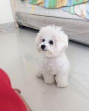 CKC Awesome Bichon Frise Image eClassifieds4U