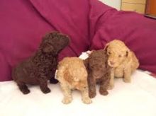 Miniature Poodle Puppies available Image eClassifieds4U