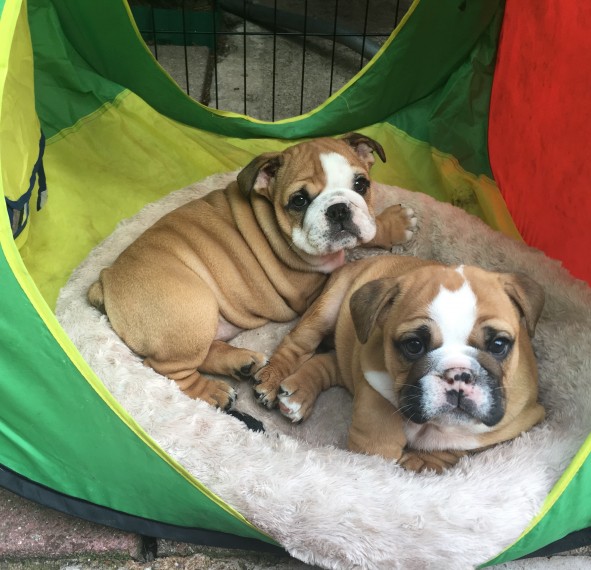 Stunning English Bulldog Puppy(715)502-9149 Image eClassifieds4u