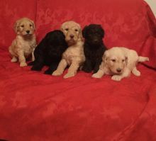 Accommodating Goldendoodle puppies ready now