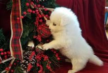 American Eskimo puppies available