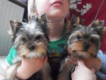 Beautiful Yorkshire Terrier Puppies