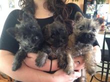 Cairn Terrier puppies Available