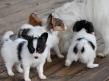 Cute Papillon puppies Available