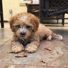 Mini Healthy Poodle Puppies