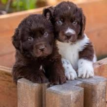 Newfoundland puppies available Lovable