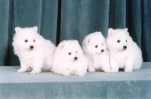Purebred Japanese Spitz Puppies Available