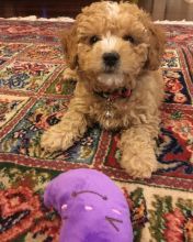 Purebred Poodle Puppies Available