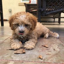 Re Homing Miniature Poodle