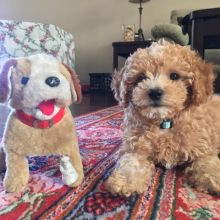 Two Lovely Poodle puppies available