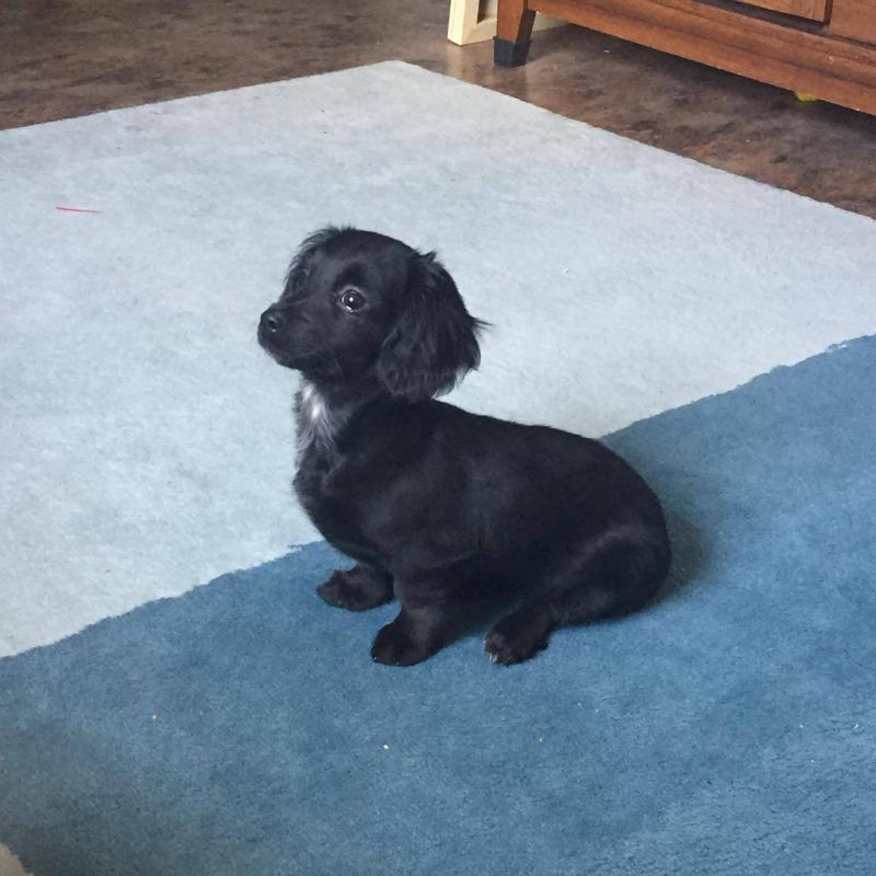 Female Dachshund Puppy Image eClassifieds4u