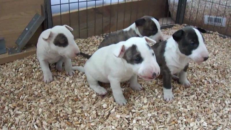 Gorgeous Bull Terrier puppies Available Image eClassifieds4u