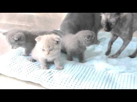 Healthy Scottish Fold Kittens Image eClassifieds4u
