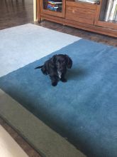 Female Dachshund Puppy Image eClassifieds4u 2