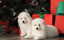 Snow white Samoyed Puppies available Image eClassifieds4U