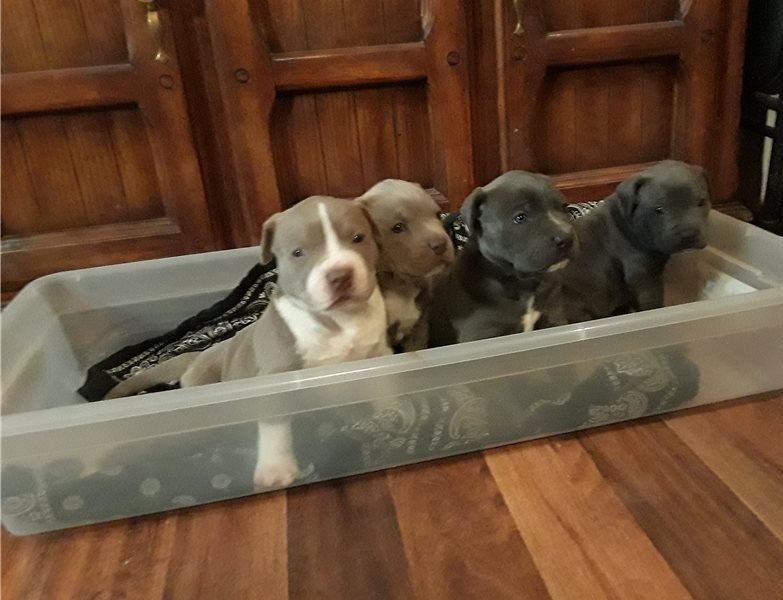 Blue nose American Pitbull terrier pups Available, Image eClassifieds4u