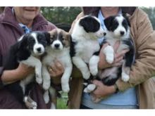 Cute Border Collie puppies ready.