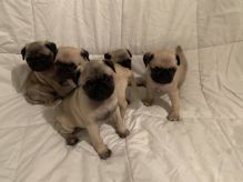 ???? Re Homing**$#! Pug Puppies Female and Male ///