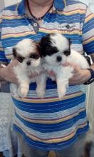 2 male and 3 female Shih Tzu puppies
