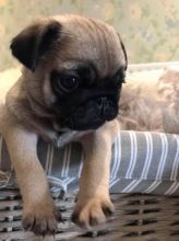 Adorable Pug puppies