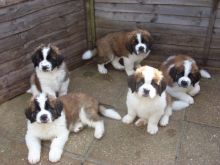 Beautiful Saint Bernard Pups available