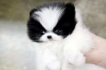 Cuttest micro t-cup pomeranian puppies (715)502-9149
