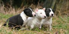 Gorgeous Bull Terrier puppies Available