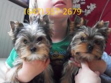 Gorgeous Tiny Yorkie Puppies For Adoption