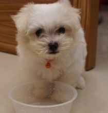 Maltese puppies looking for his forever home.