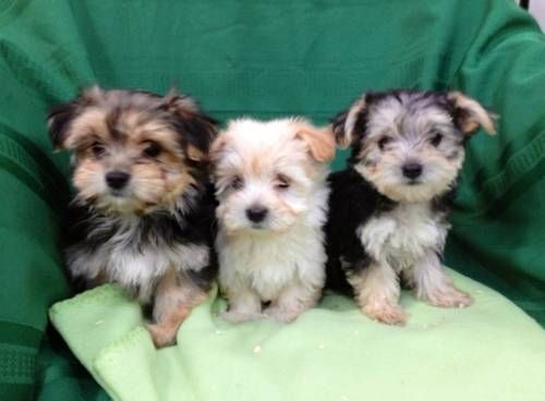 Exceptional Morkie Puppies Available Image eClassifieds4u