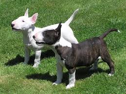 Gorgeous Bull Terrier puppies Available Image eClassifieds4u