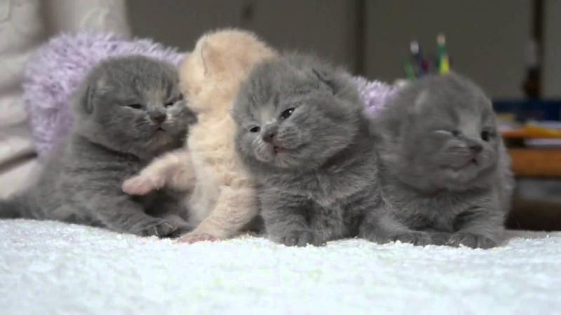 Healthy Scottish Fold Kittens Image eClassifieds4u