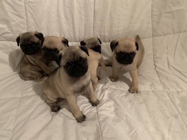 Intelligent Re Homing*! Pug Puppies Female and Male >< Puppies Available $300.00 Image eClassifieds4u