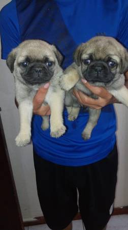 RARE PUG PUPPIES ready for adoption /// Image eClassifieds4u