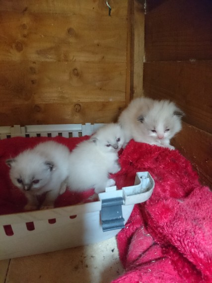 Cute Ragdoll Kittens Available , Image eClassifieds4u