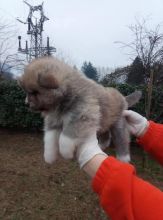 Akita Inu Puppies For Adoption