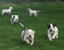 American Bulldog puppies